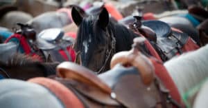 horses