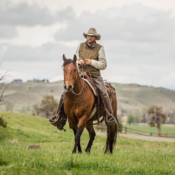 Cattle Work & Penning - Mountain Sky Guest Ranch