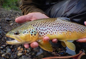 Beautiful trout caught on the Mountain Sky property