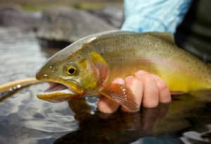 Trout caught by fisherman in river near Mountain Sky property