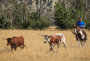 Rancher on a horse leading two bulls out to pasture