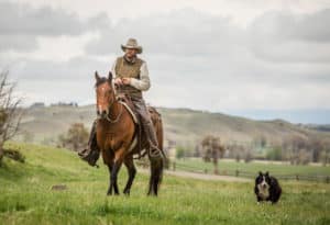 Rancher riding a horse with cattle dog running next to them