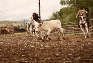 Ranchers on horses practicing cattlework in enclosure