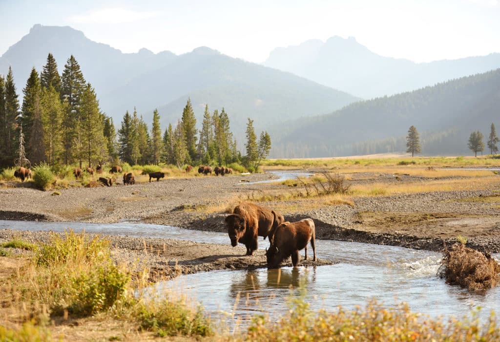 visit the yellowstone ranch