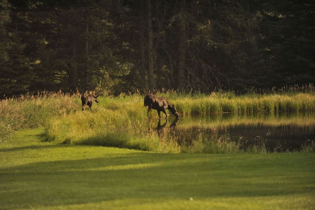 It's not unusual to see moose drinking at Mountain Sky Guest Ranch's ponds and lakes.