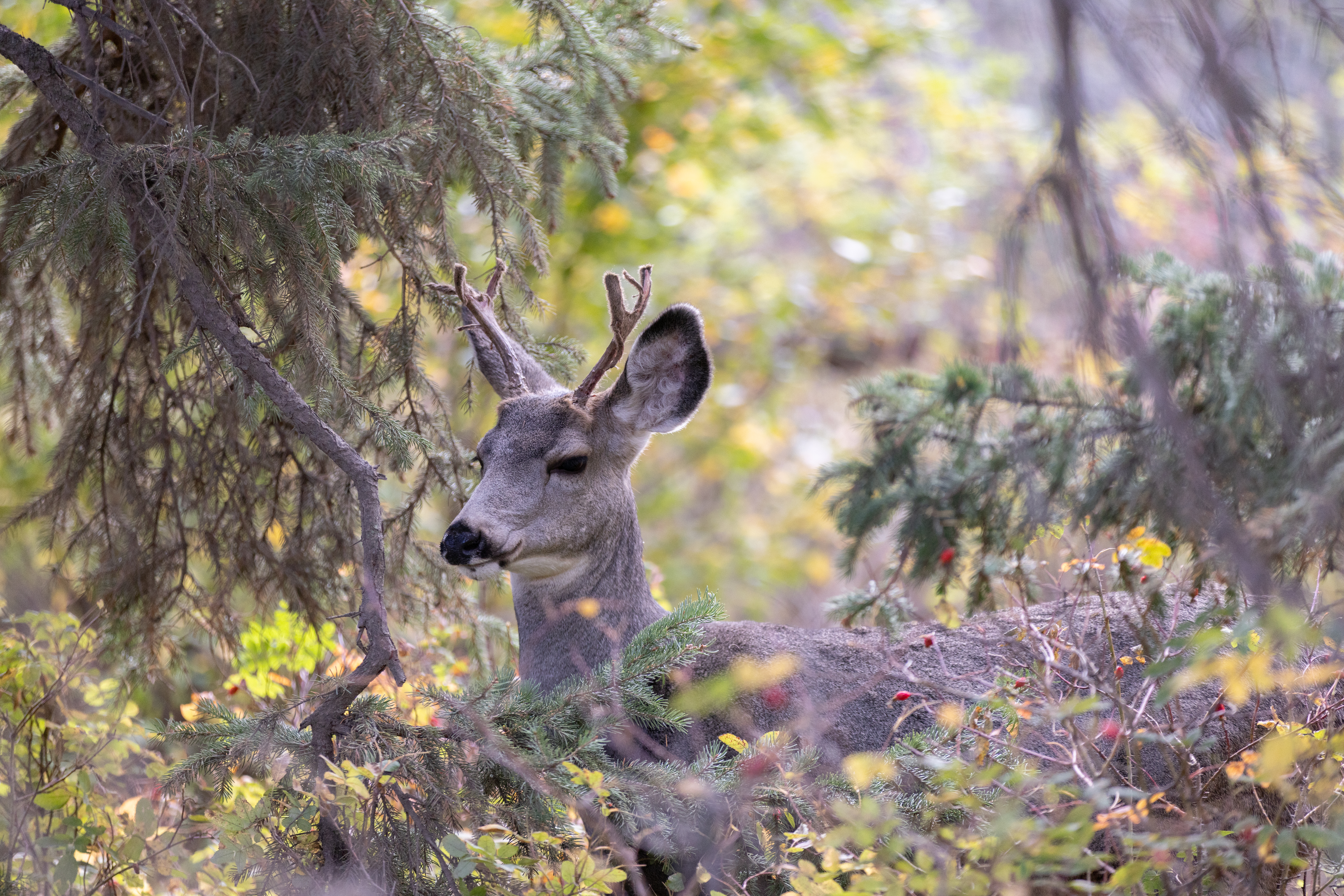 Wild deer resting in a mountain forest with pine trees and autumn foliage