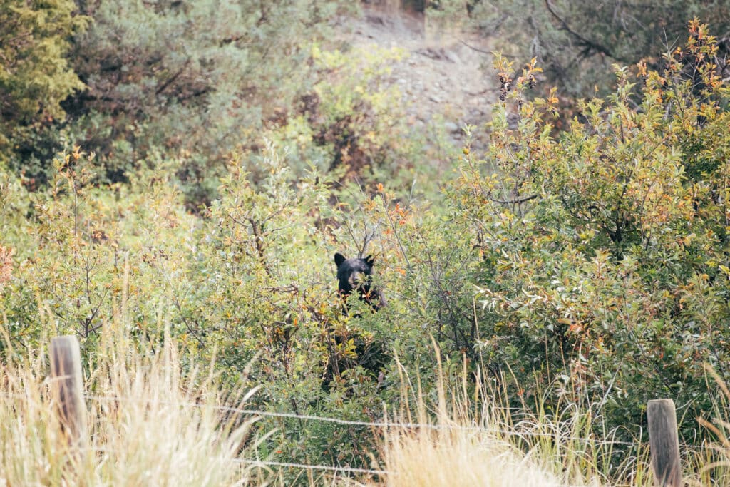 Black bear partially hidden in dense shrubs near a grassy mountain roadside.