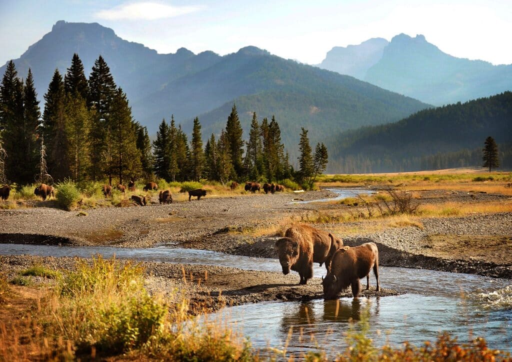 Bison grazing and standing in a mountain valley stream with pine forest and peaks in the background