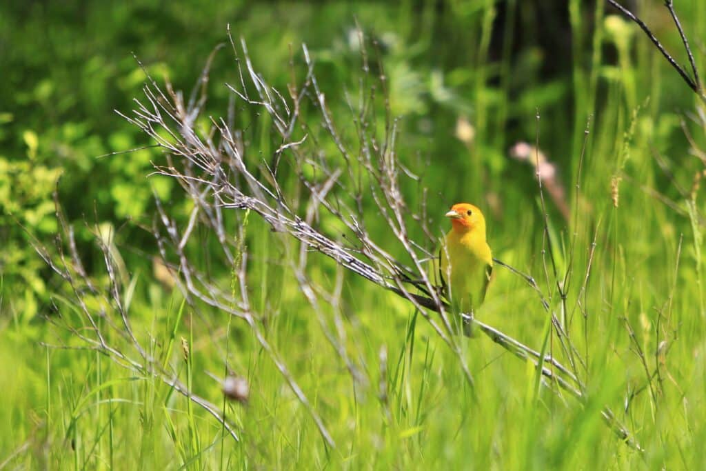 Small yellow bird perched among dry twigs in a green grassy marsh.